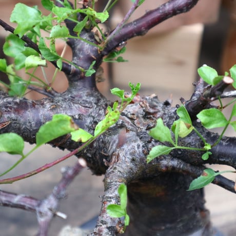 コミフォラ ボラネンシス／Commiphora boranensis  no.91808