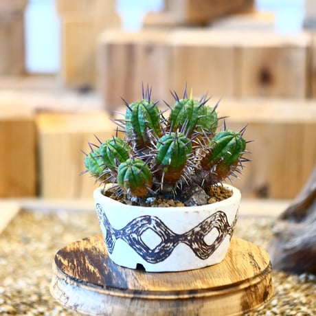 CATEGORY plants | 芽の巣山