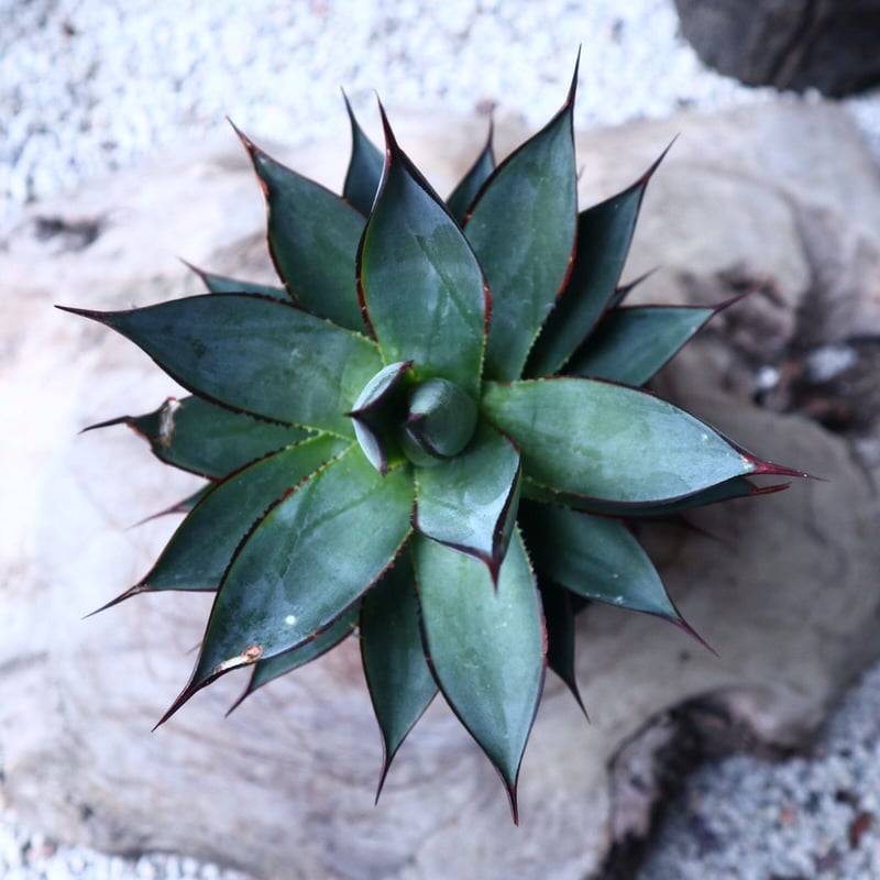 アガベ ブルーグロー Agave 'Blue Glow' no.112423 | 芽の巣山