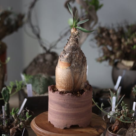 Boophane disticha  × NOH   no.1201-28