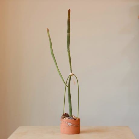 CATEGORY site up plant | 芽の巣山