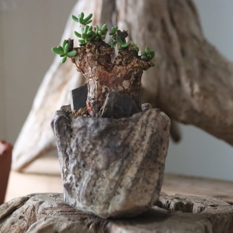 Ceraria pygmaea × Fumio Kadoya / PLANETX 　no.63010