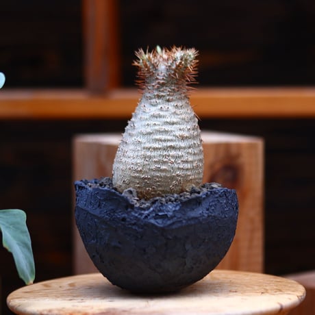パキポディウム  グラキリス／Pachypodium  gracilius    no.30636