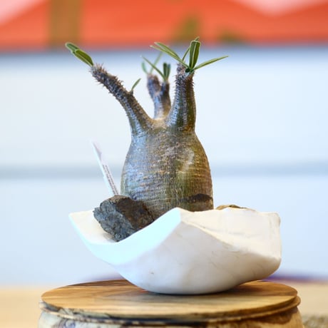 Pachypodium  gracilius × Kazuhiro Arima    no.100819