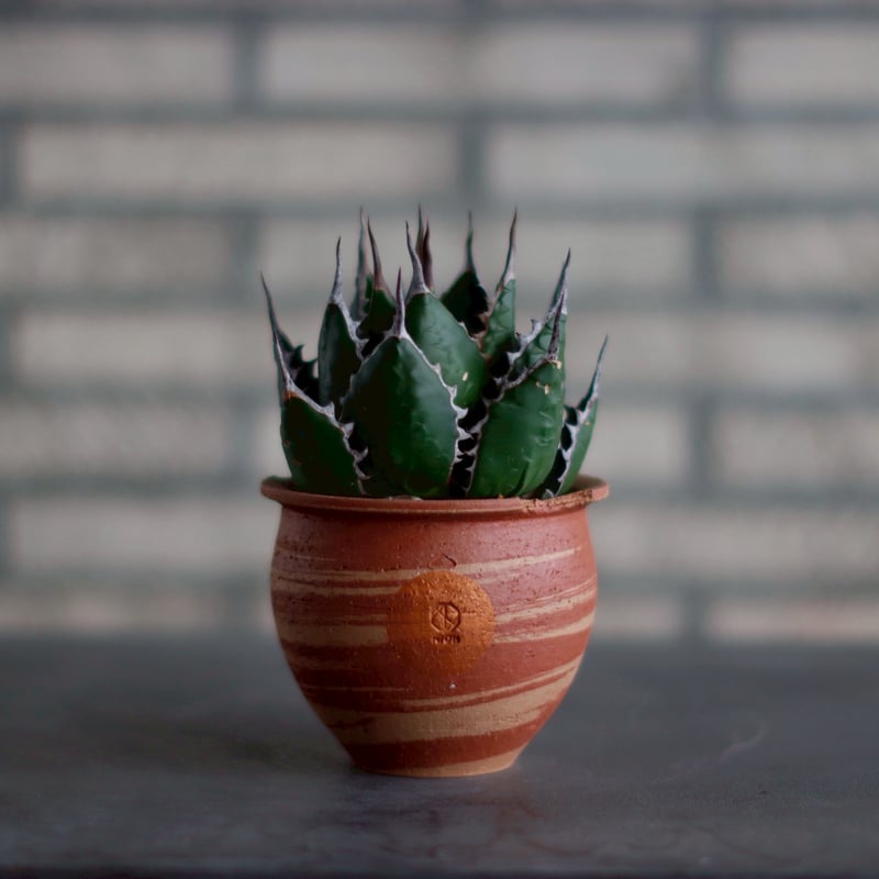 Agave horrida × N/OH (3.5号) no.830-10 | 芽の巣山