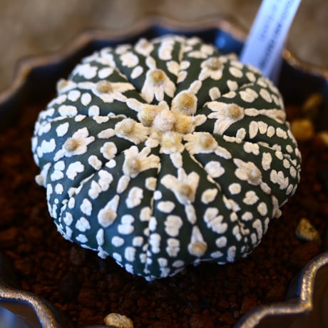 Astrophytum asterias 'Super Kabuto' × soso   no.111213