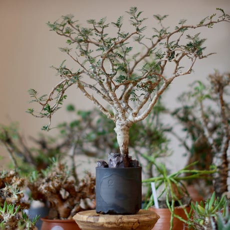 □芽の巣山購入 安西桂 鉢6500 □芽の巣山購入 安西桂 鉢6500 芽の巣山