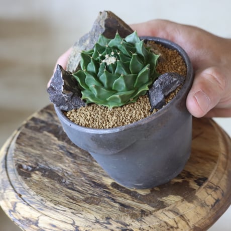 オブレゴニア 帝冠  × YAMABACHI var.takero pot  no.1020-3