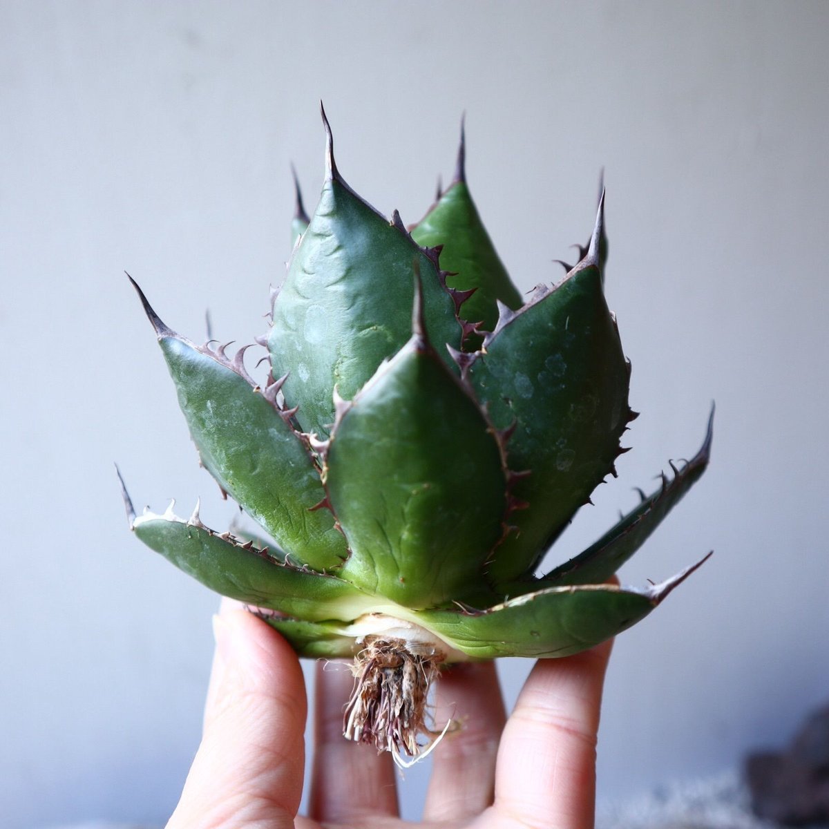 アガベホリダ極上株　Agave horrida No.AHRD007 アガベホリダ極上株 Agave horrida No.AHRD007