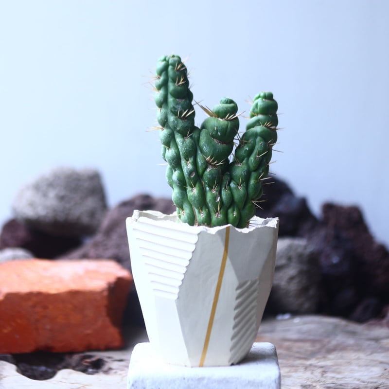 ユーリキニア カスタネア スピラリス 綴化 Eulychnia castanea