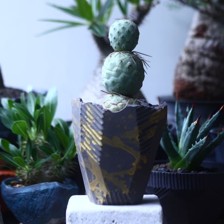 テフロカクタス    ゲオメトリクス   Tephrocactus geometricus  no.61429