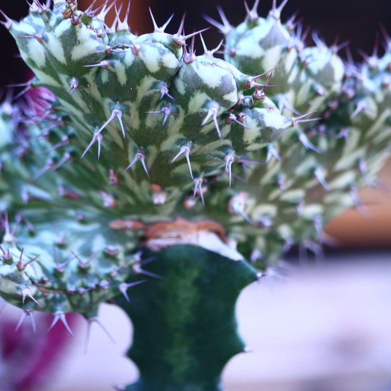 ユーフォルビア ホルウーディ 綴化 接木／Euphorbia horwoodii no.3