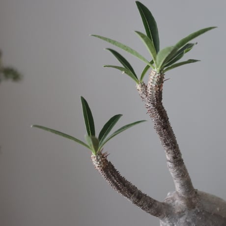 Pachypodium gracilius × N/OH    no.51223