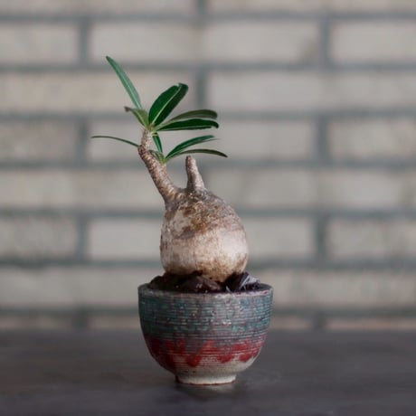 Pachypodium gracilius × 山山 特別共作鉢  (3号)  no.928/17