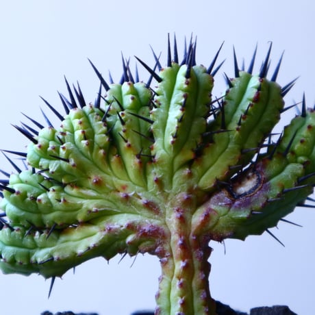 ユーフォルビア  エノプラ   紅彩閣  綴化      Euphorbia enopla   f. monstruosus  no.11922