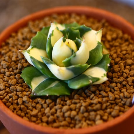 Agave potatorum × YAMABACHI    no.123161