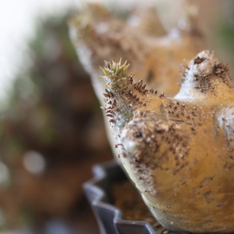 Pachypodium densiflorum × soso    no.818111