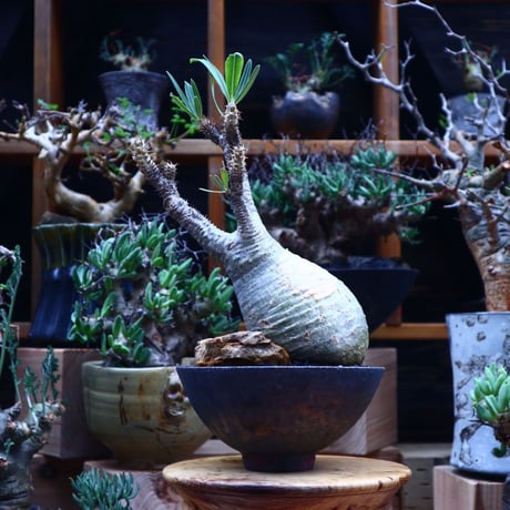 パキポディウム  グラキリス／Pachypodium  gracilius       no.53002