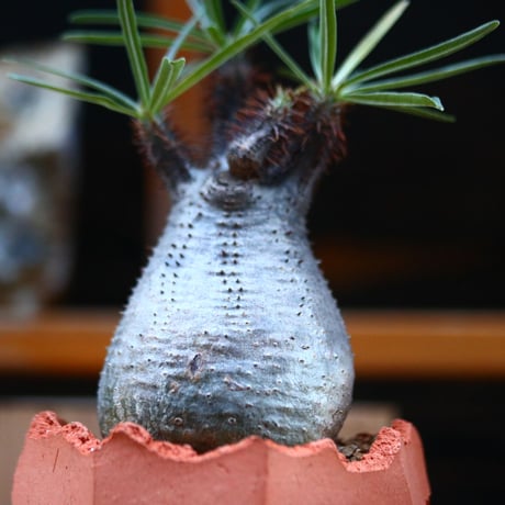 パキポディウム  グラキリス／Pachypodium  gracilius       no.12349