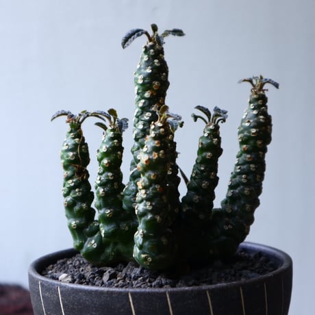 ドルステニア フォエチダ hyb. Dorstenia foetida hyb. no.71436