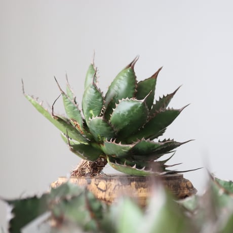Agave horrida / Style of Chika　no.42167