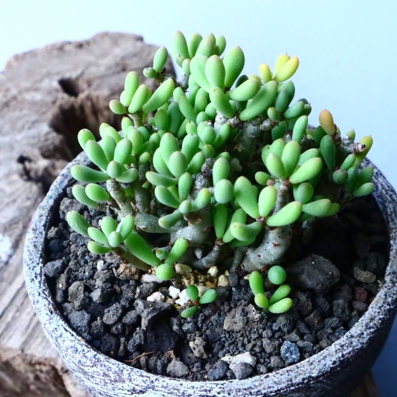 チレコドン・スカエフェリアヌス（マルーンリーブス、発根済み） Tylecodon schaeferianus チレコドン スカエフェリアヌス 群卵 #群卵