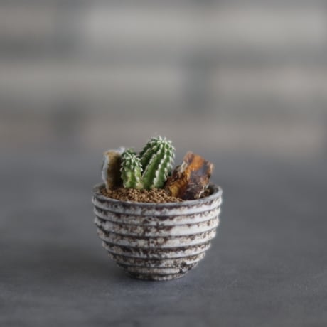 Euphorbia sepultap × takero pot (2号)  no.907-57