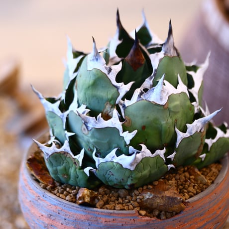 N/OH × Agave titanota 姫厳竜　no.41464