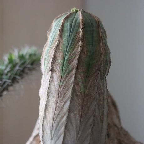 Euphorbia obesa × Masato Akutsu / humanity pot  no.63027