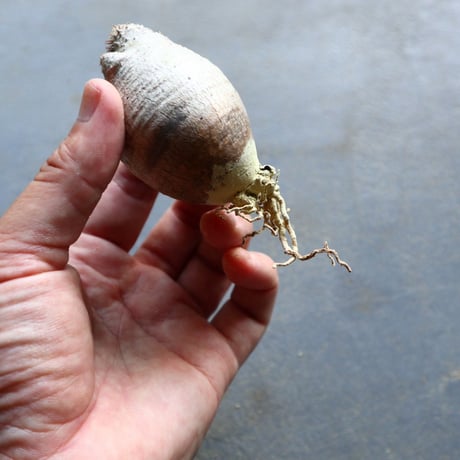パキポディウム グラキリス 抜苗  Pachypodium rosulatum var. gracilius no.92903