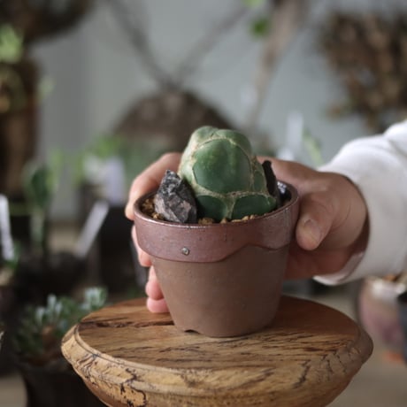 Opuntia zebrina f. reticulata (亀甲団扇) × YAMABACHI var.六本芽   no.1201-41