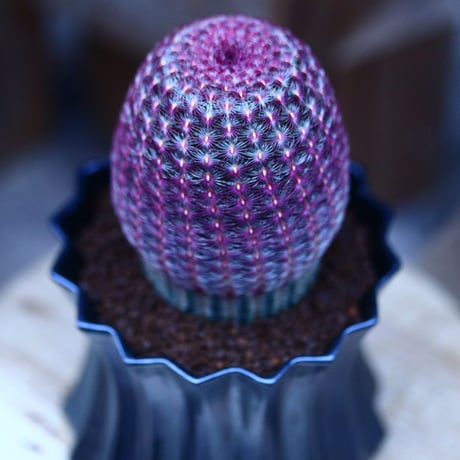 エキノセレウス  ルブリスピヌス   紫太陽／Echinocereus rigidissimus var. rubrispinus    no.122677