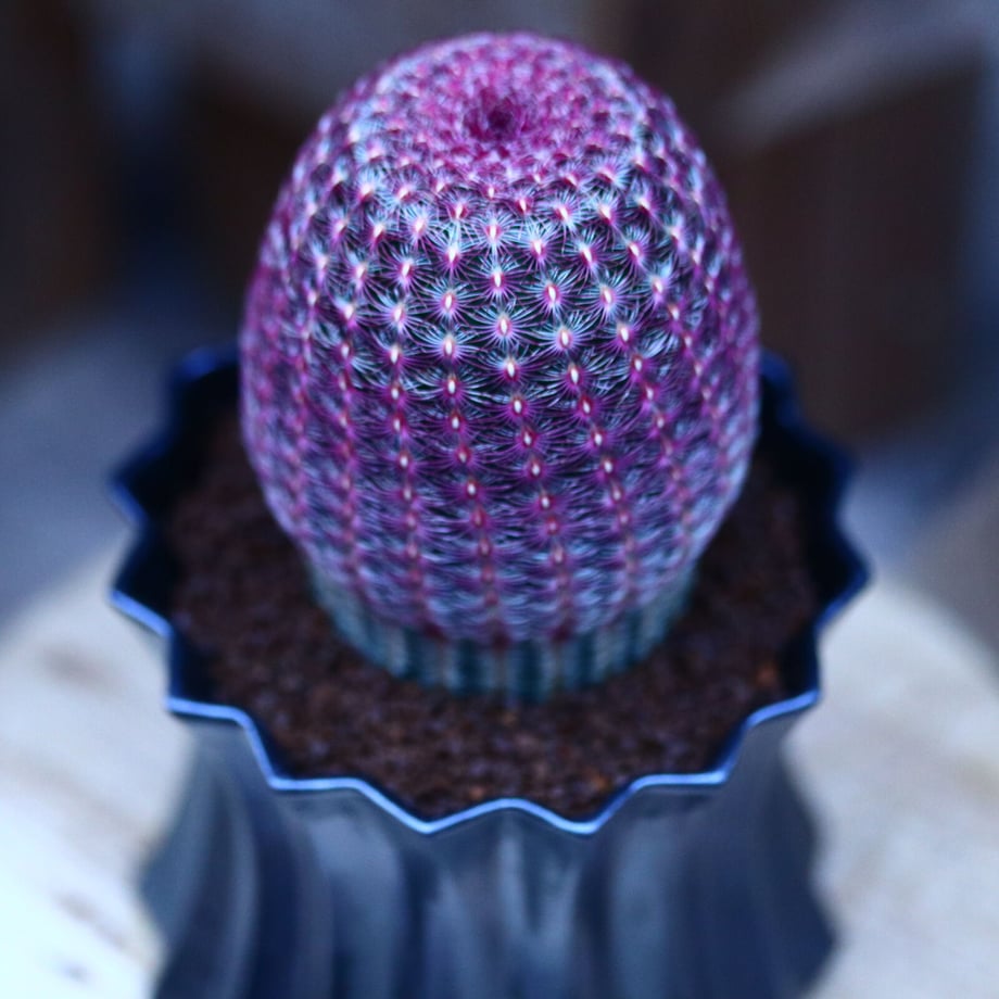 61c74ff47398916df9eb4453