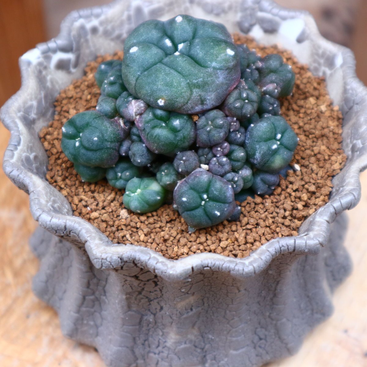 ロフォフォラ ディフューサ 子吹き翠冠玉／Lophophora diffusa no.