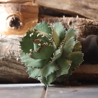 アガベ ドラゴントゥース Agave Dragon Toes no.51917 |