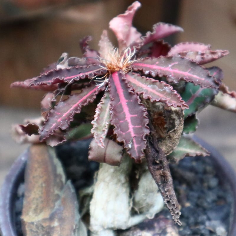 ユーフォルビア フランコイシー／Euphorbia francoisii no.9250