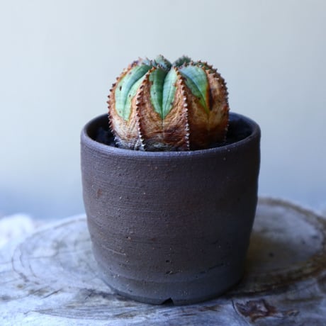 ユーフォルビア  バリダ  hyb   Euphorbia valida  hyb   no.60205