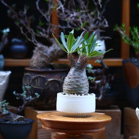 パキポディウム  グラキリス／Pachypodium  gracilius       no.92635