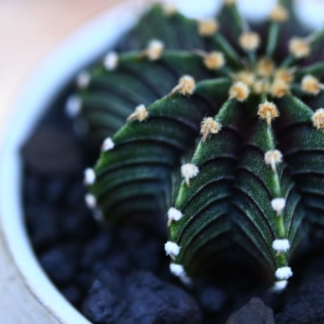 ギムノカリキウム   フィードリッフィーLB2178／Gymnocalycium friedrichii    no.120548