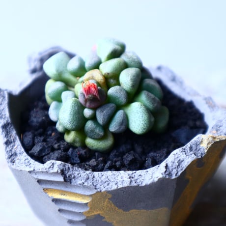 アロイノプシス  スクーネーシー   Aloinopsis schooneesii   no.12624
