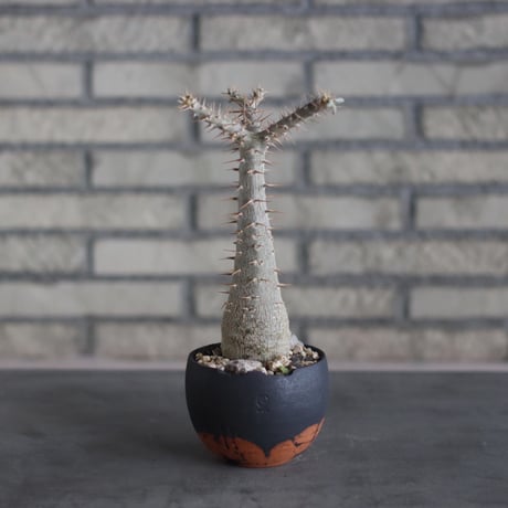Pachypodium rosulatum ssp. cactipes × N/OH (3.5号)  no.510/16