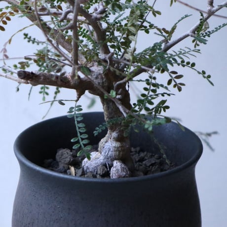 オペルクリカリア    ヒファエノイデス   Operculicarya   hyphaenoides    no.120161