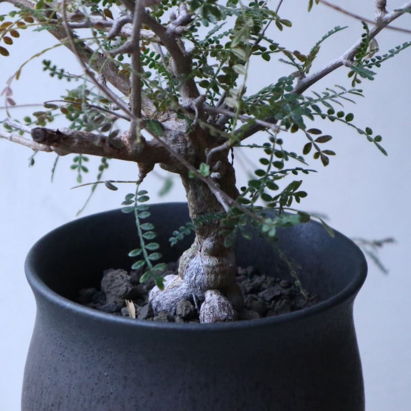 オペルクリカリア ヒファエノイデス Operculicarya hyphaeno