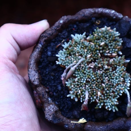 アボニア   クイナリア   アルストニー／Avonia quinaria ssp. alstonii    no.52313