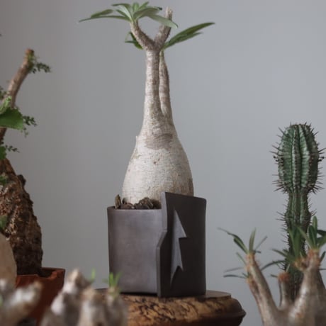 Pachypodium gracilius × Leonardo Bartolini   no.51230