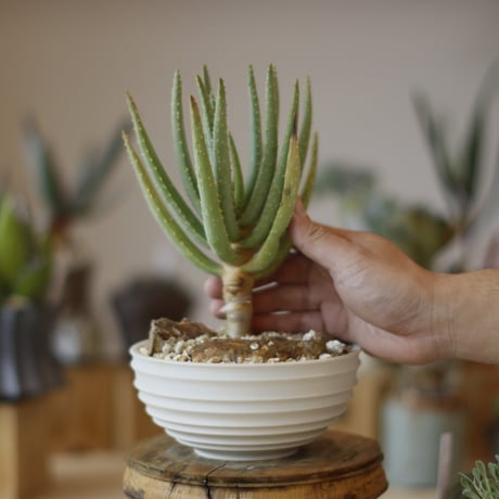 Aloe dichotoma × takero pot (5号)  no.1214-23