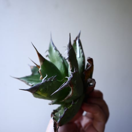 アガベ   チタノタ   FO-76    Agave titanota  "FO-76"   no.42818