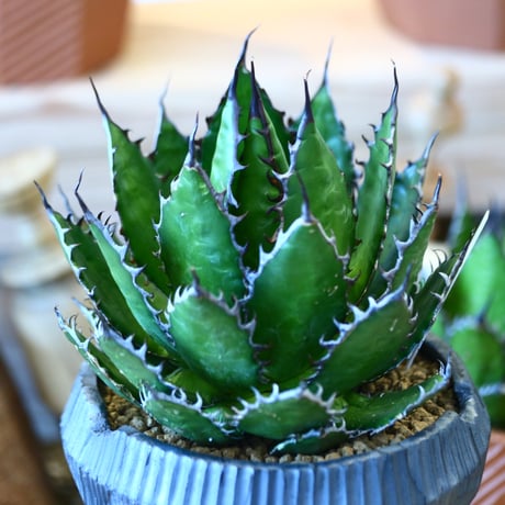 N/OH × Agave horrida   no. 111930