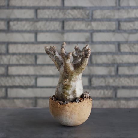 Pachypodium Inopinatum × takero pot (4.5号)  no.324/11