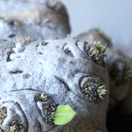 パキポディウム  ブレビカウレ  恵比寿笑い   Pachypodium brevicle   no.51938
